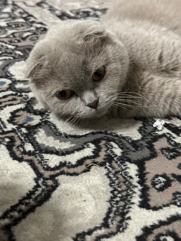 Mushuk veslouxiy bollari |пародистые котята — фото 3