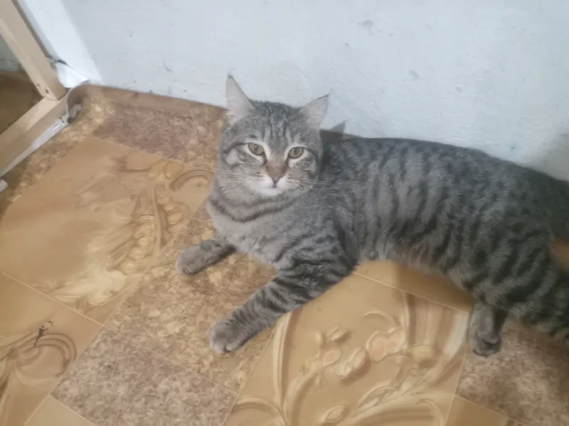 Кошку отдам бесплатно 1
