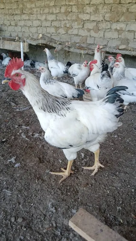 Adler xorozlari yaxshi boqilgan 3 Adler xorozlari yaxshi boqilgan 3