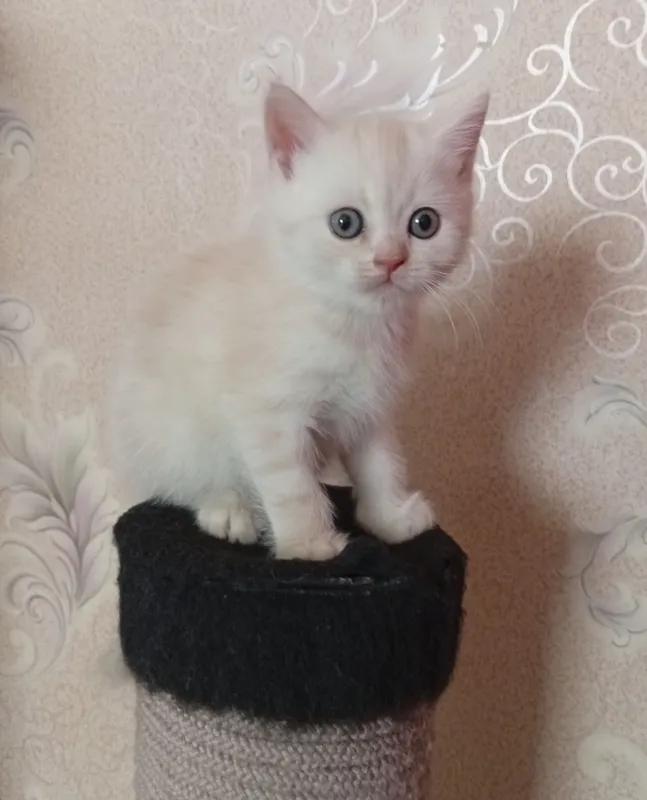 Британские котята.Акция!За двоих 700.000! — фото 1
