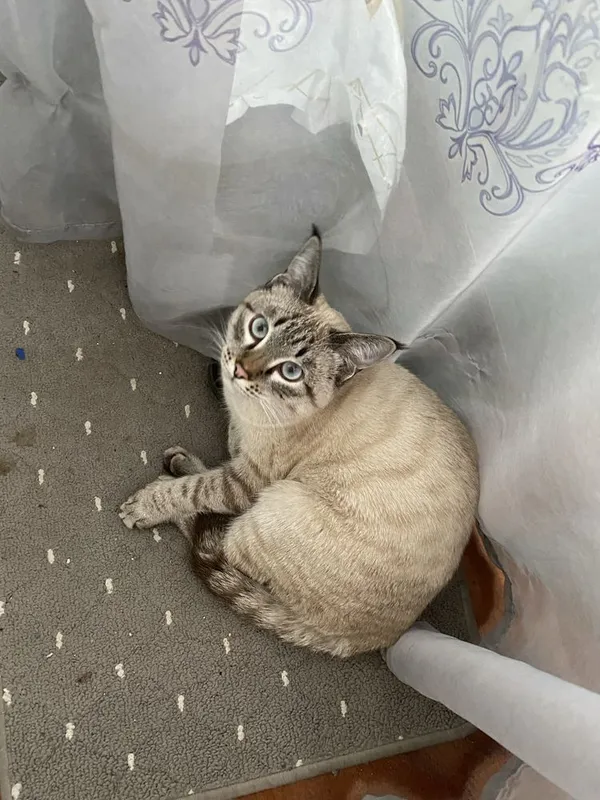 Скоттиш-фолд, 10 месяцев 1 Скоттиш-фолд, 10 месяцев 1
