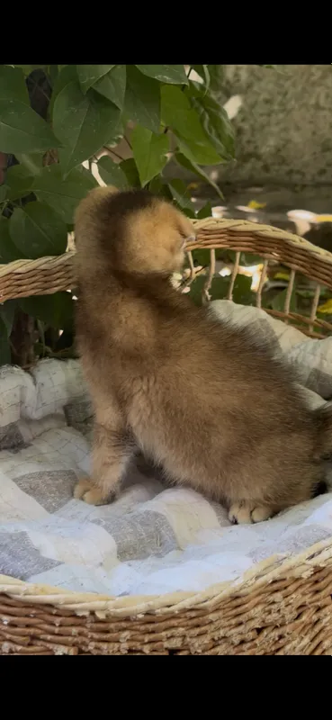 Продается котенок Шотландской породы — фото 1