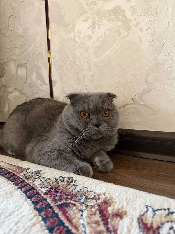 продаю кошку