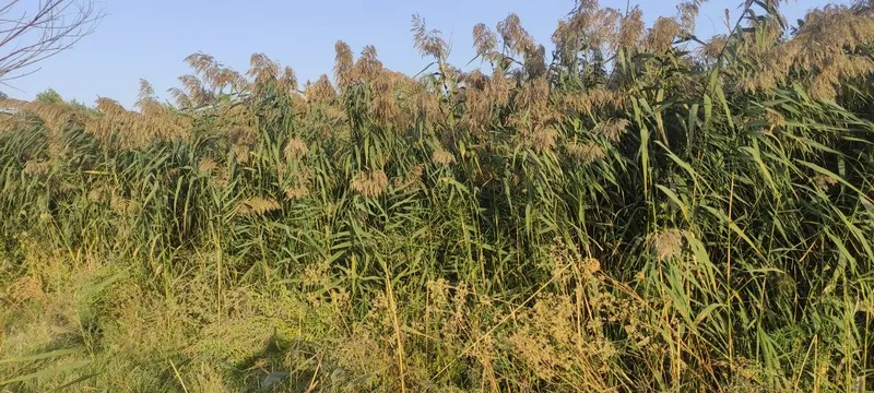 Oʻrilmagan qamich bor sotiladi oʻrib ketishga — фото 2