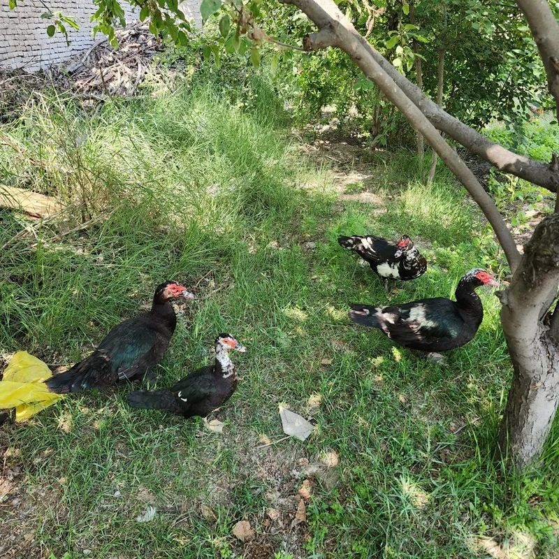 Indiskiy o‘rdak xo‘rozi sotiladi! Sog‘lom, yirik va yaxshi parvari — фото 1