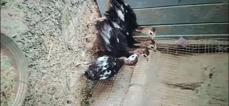 Induklar sotiladi 2