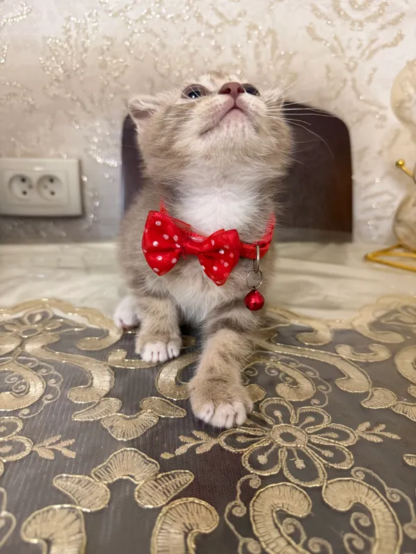 котенок вислоухий лилового окраса — фото 2