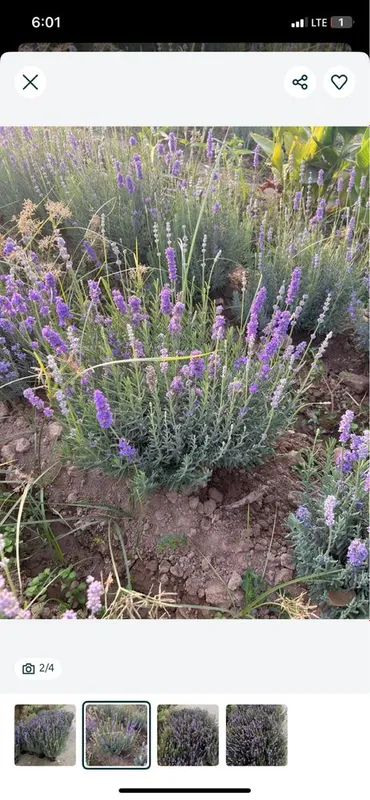 Lavanda urugi bor fransuskiy — фото 4