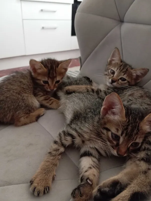 Котята милые в хорошие руки 2 Котята милые в хорошие руки 2