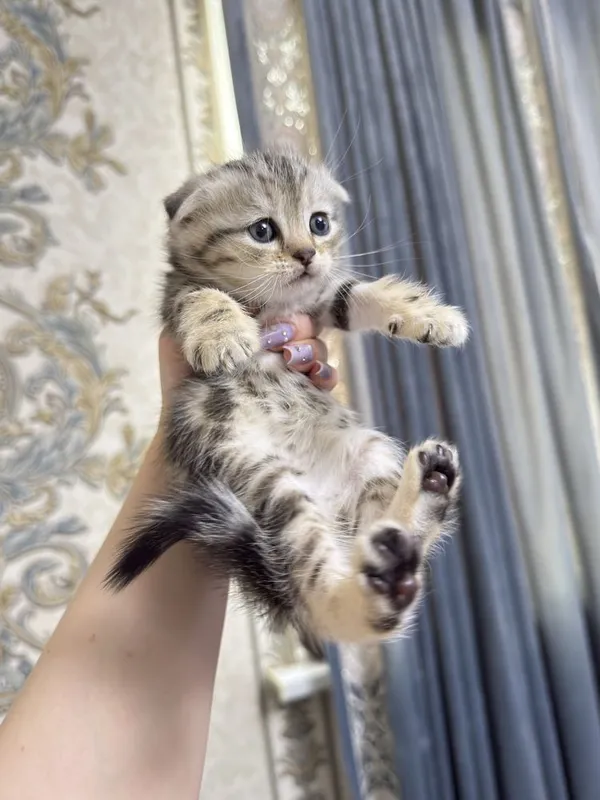 Шотландские котята — фото 2