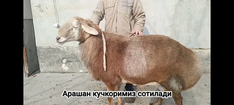 Арашан Кучкор зотли СРОЧНО