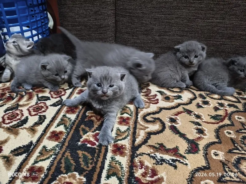 Шотландские котята — фото 5