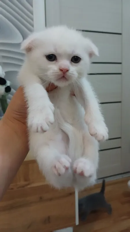 Скоттиш-фолды — довольно молодая по кошачьим — фото 3