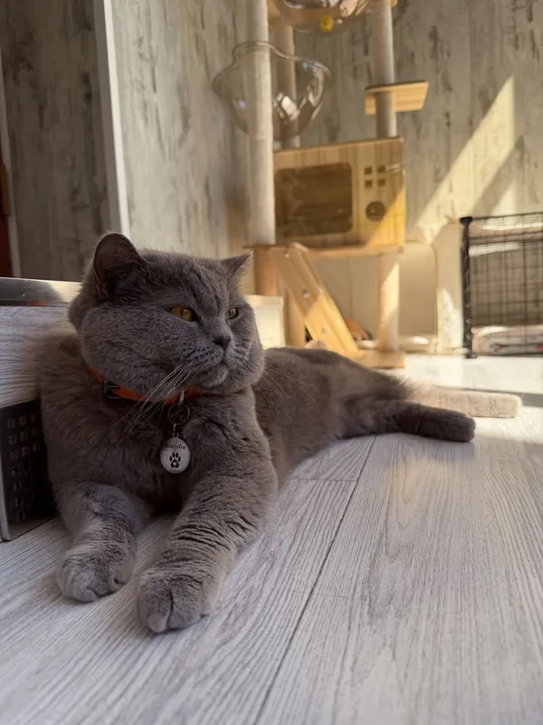 Кот на Вязку Британец Кот на Вязку Британец