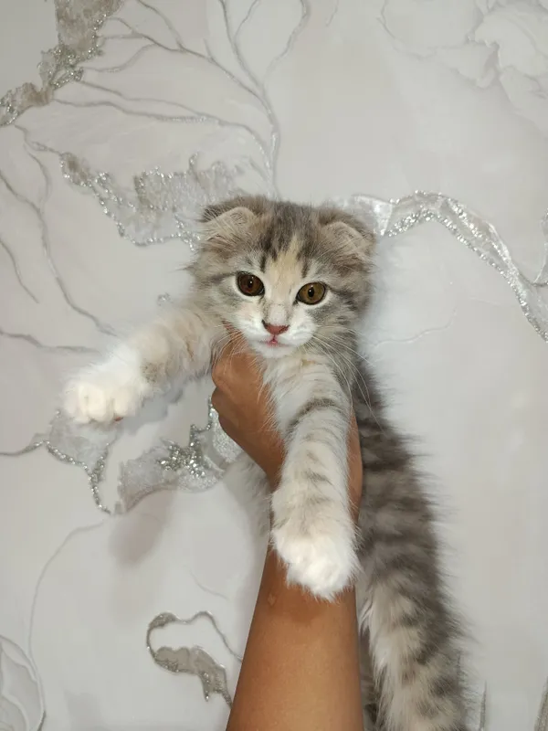 котёнок скотиш фолд 1 котёнок скотиш фолд 1