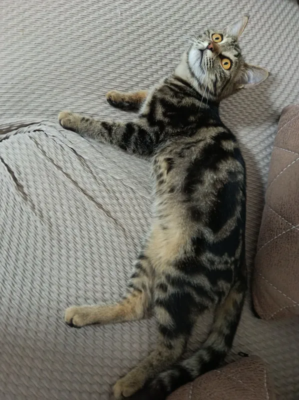 Продаётся котёнок 6