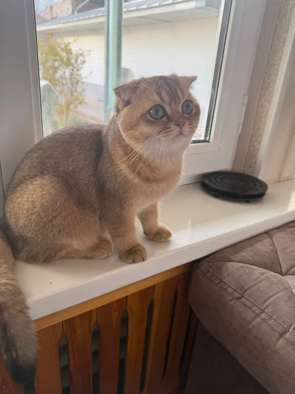 Вязка кота, Симба Киз мушукларни вязкага чакиради — фото 6