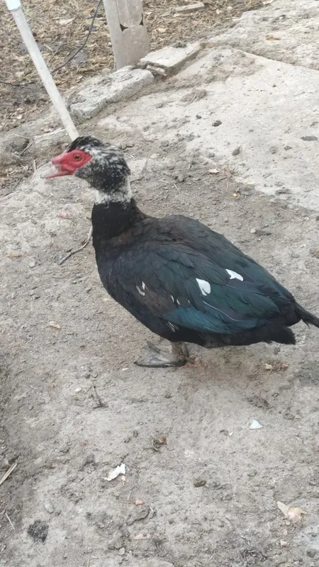 indoutka sotiladi indoutka sotiladi