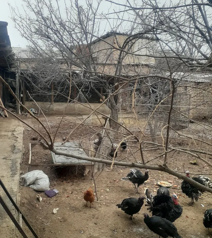 Феруз кошесинде жай сатилади.