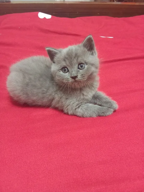 Котят страйд СОТИЛАДИ 8