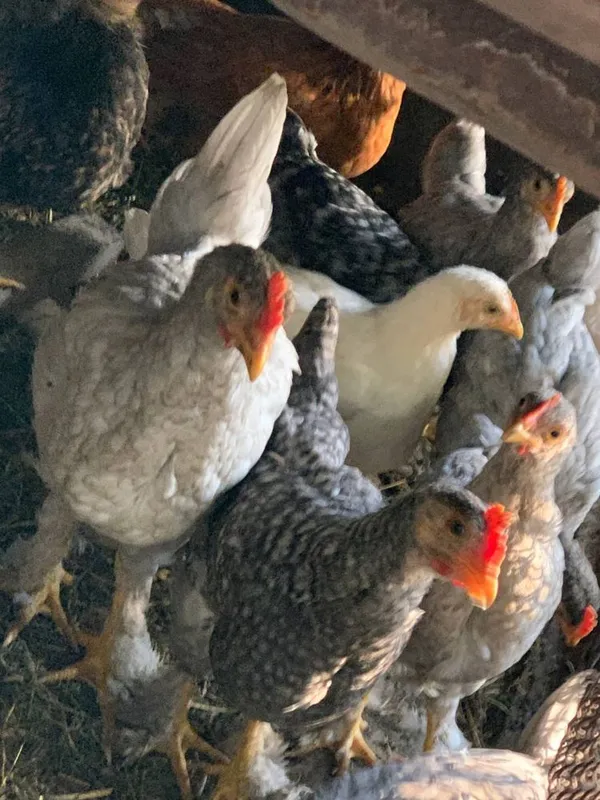 Qora shahzoda xorozlari va jojalar sotiladi. 7 Qora shahzoda xorozlari va jojalar sotiladi. 7