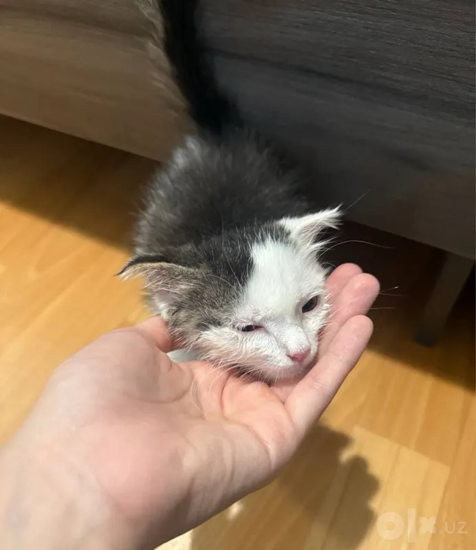 Котенок вислоухий 5 Котенок вислоухий 5
