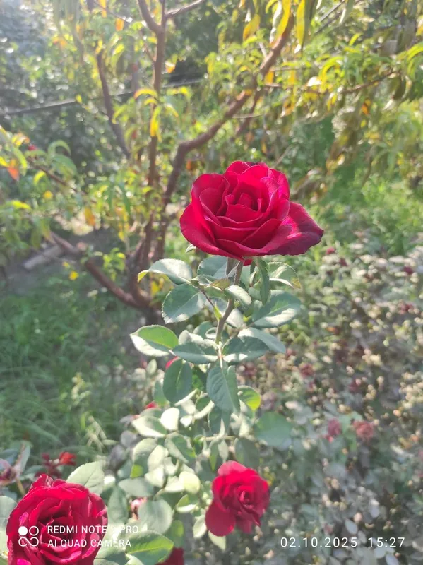 Роза атиргул atirgul koʻchatlari — фото 4