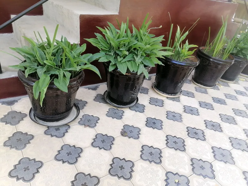 honaki gullar sotiladi — фото 3