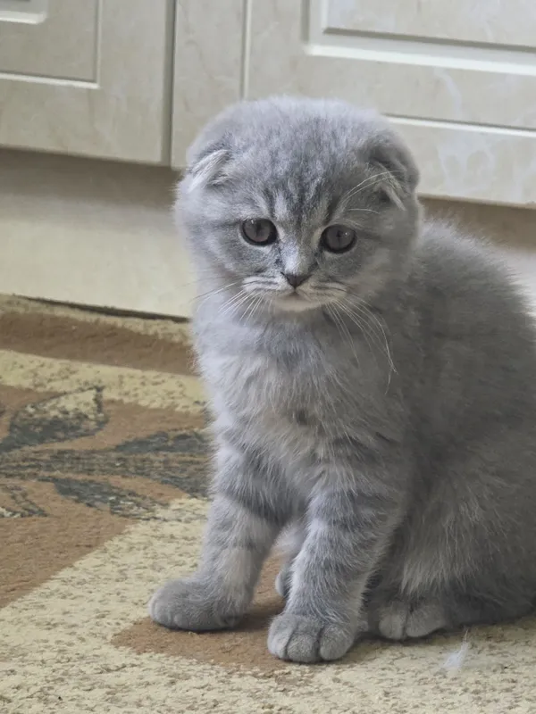 шотландская вислоухая кошка (скоттиш-фолд) с окрасом голубой (черно- с шотландская вислоухая кошка (скоттиш-фолд) с окрасом голубой (черно- с