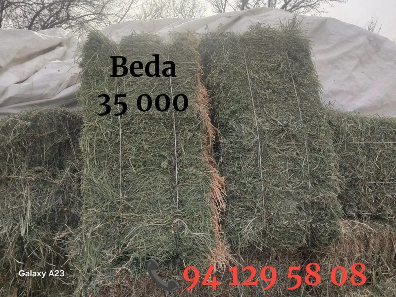 Beda pirs,35 000 Samon pires, 22 000 Bug‘doy, 4 000Tariq. 32 000