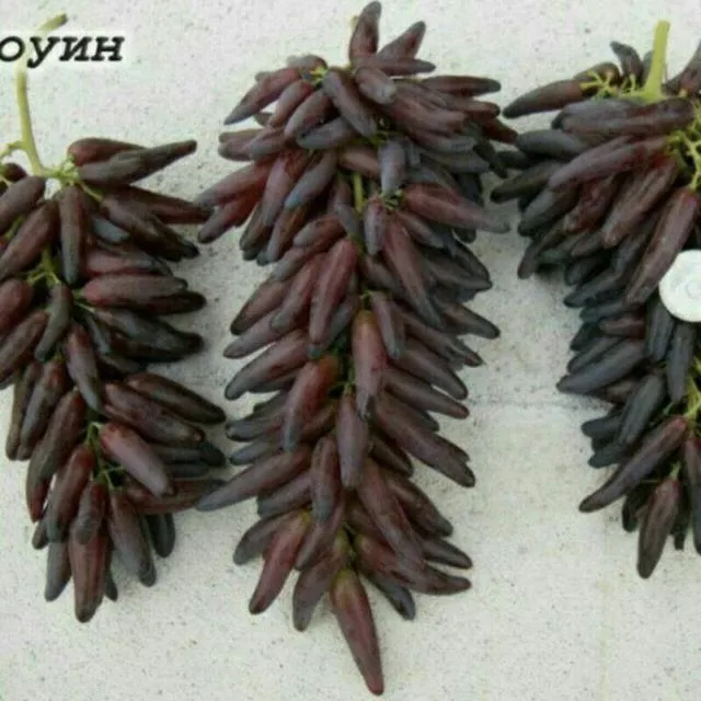 Mevali koʻchatlar 3 Mevali koʻchatlar 3