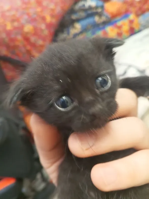 Котята в хорошие руки 8