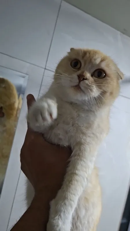 Scottish Fold mushuk sotiladi 3 Scottish Fold mushuk sotiladi 3