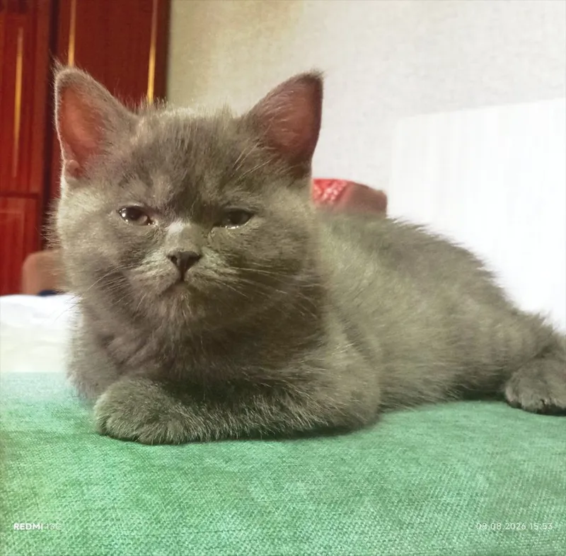 Котята скоттиш фолд/страйт 3 Котята скоттиш фолд/страйт 3