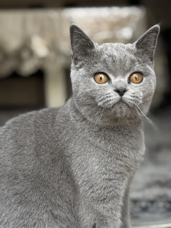 Британская кошка Британская кошка
