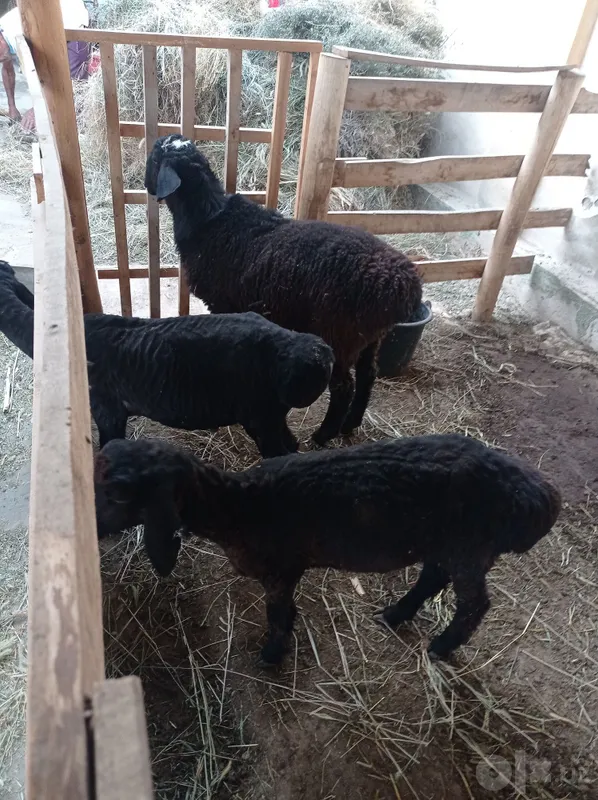 Qoylar sotiladi qochqor 1 Qoylar sotiladi qochqor 1