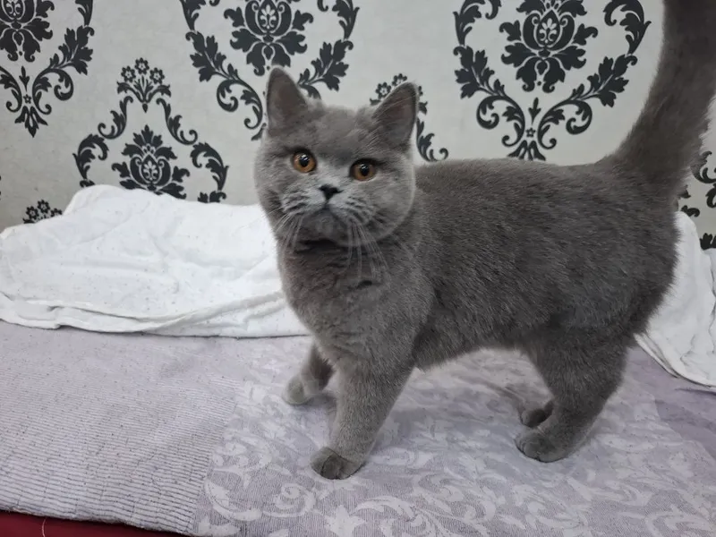Zotdor mushuk sotiladi. 2 Zotdor mushuk sotiladi. 2