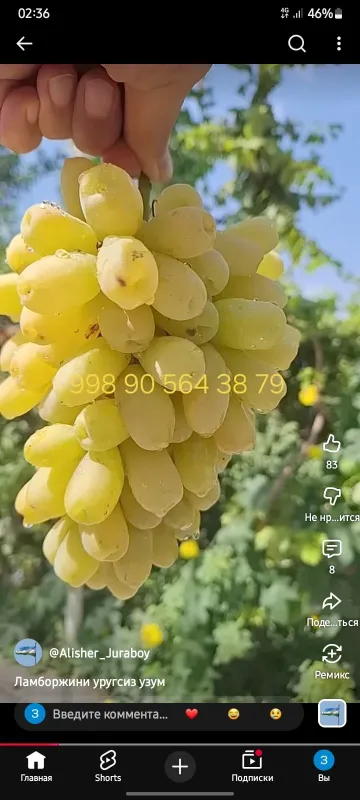 Жой зур ховоси тоза