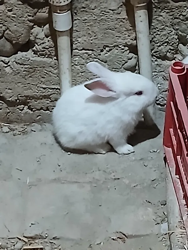 californiya uy quyoni 3 oyli bolasi