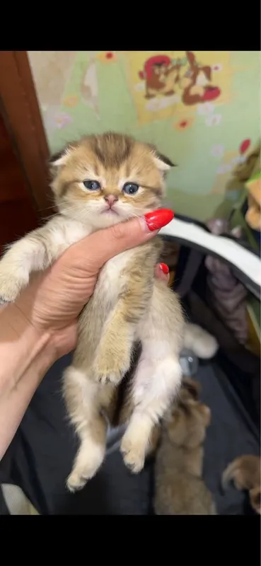 Золотая роскошная котенок страйт и фолд