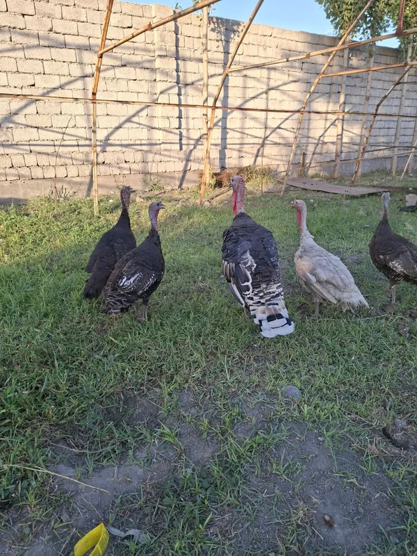 Kurka sotiladi ayoli va erkagi bor 2 Kurka sotiladi ayoli va erkagi bor 2