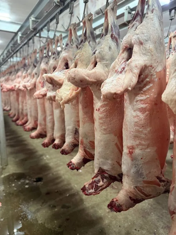 Mongoliya halal qoy gosht sotuvda Towkent boylab yetkazib beramiz — фото 1