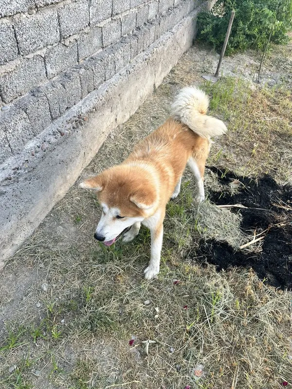 Yapon Inusi Xatiko juda aqlli kuchuk sotiladi. 2 Yapon Inusi Xatiko juda aqlli kuchuk sotiladi. 2