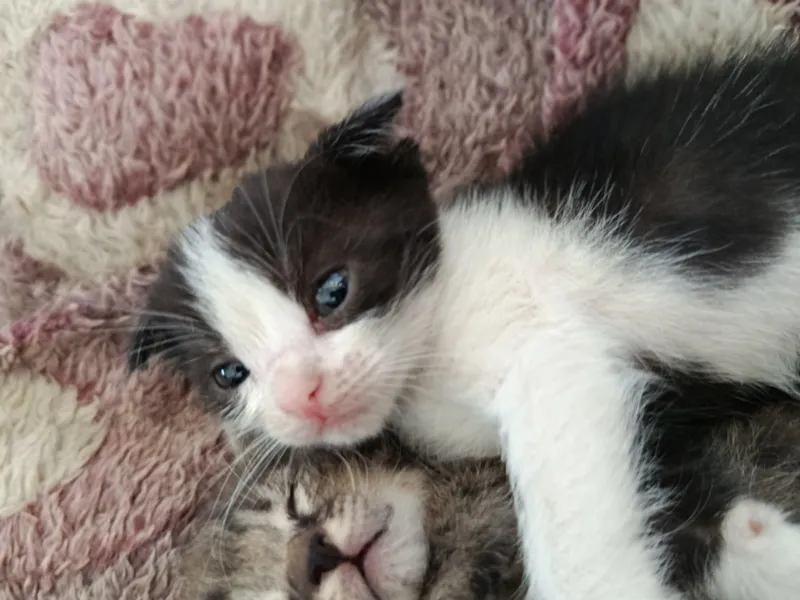 Котенок ищет своего дома 3