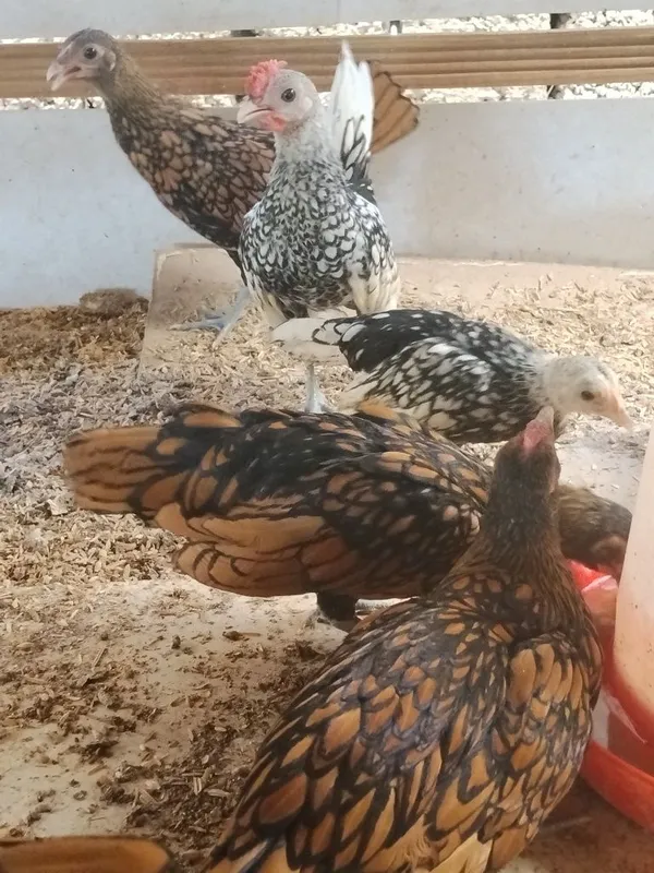 Sibrayt joʻjalari sotiladi 2 Sibrayt joʻjalari sotiladi 2