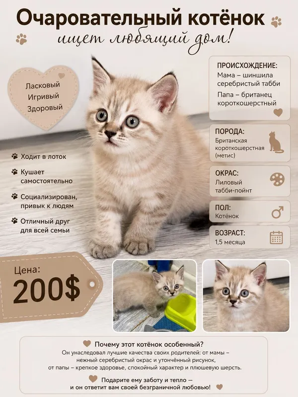 британская короткошёрстная (метис)