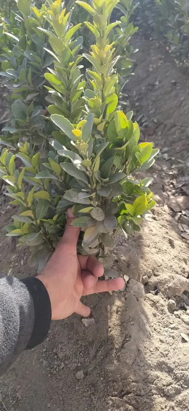 Шамшод кочатлари сотамиз