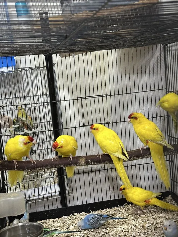 Kakriki sotiladi donasi 350 000min 2