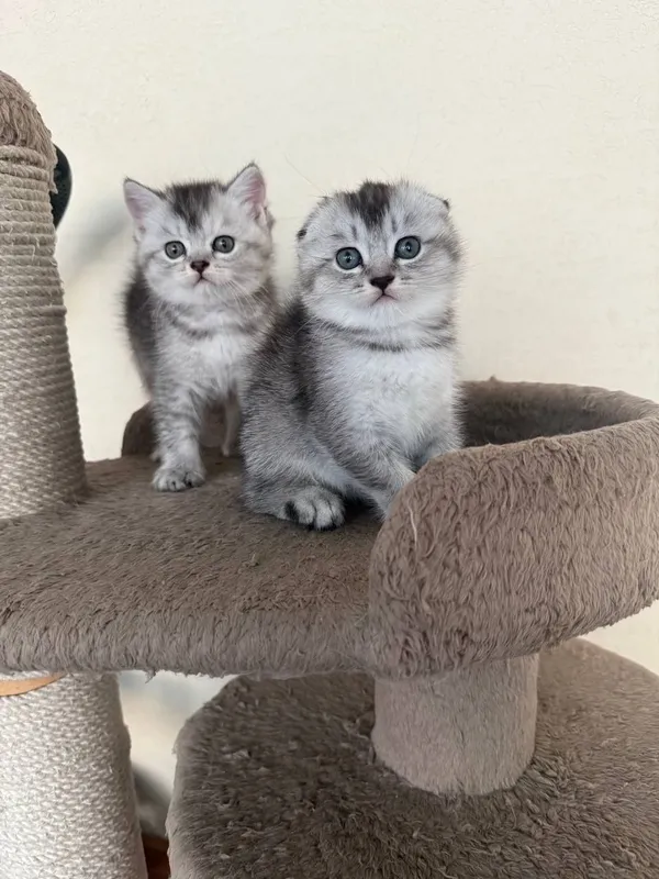 Продается котята скотиш фолд и страйт шиншилла
