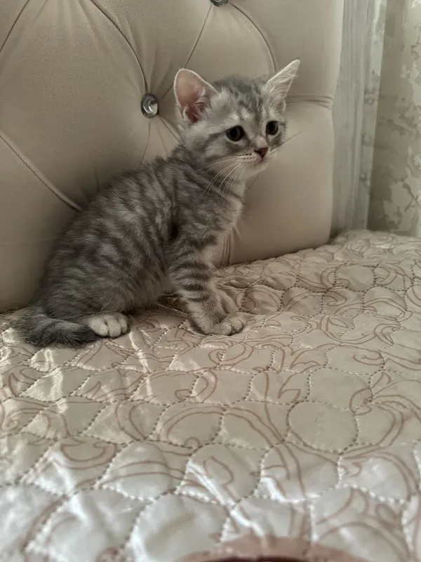 Котенок Шотландский 6 Котенок Шотландский 6